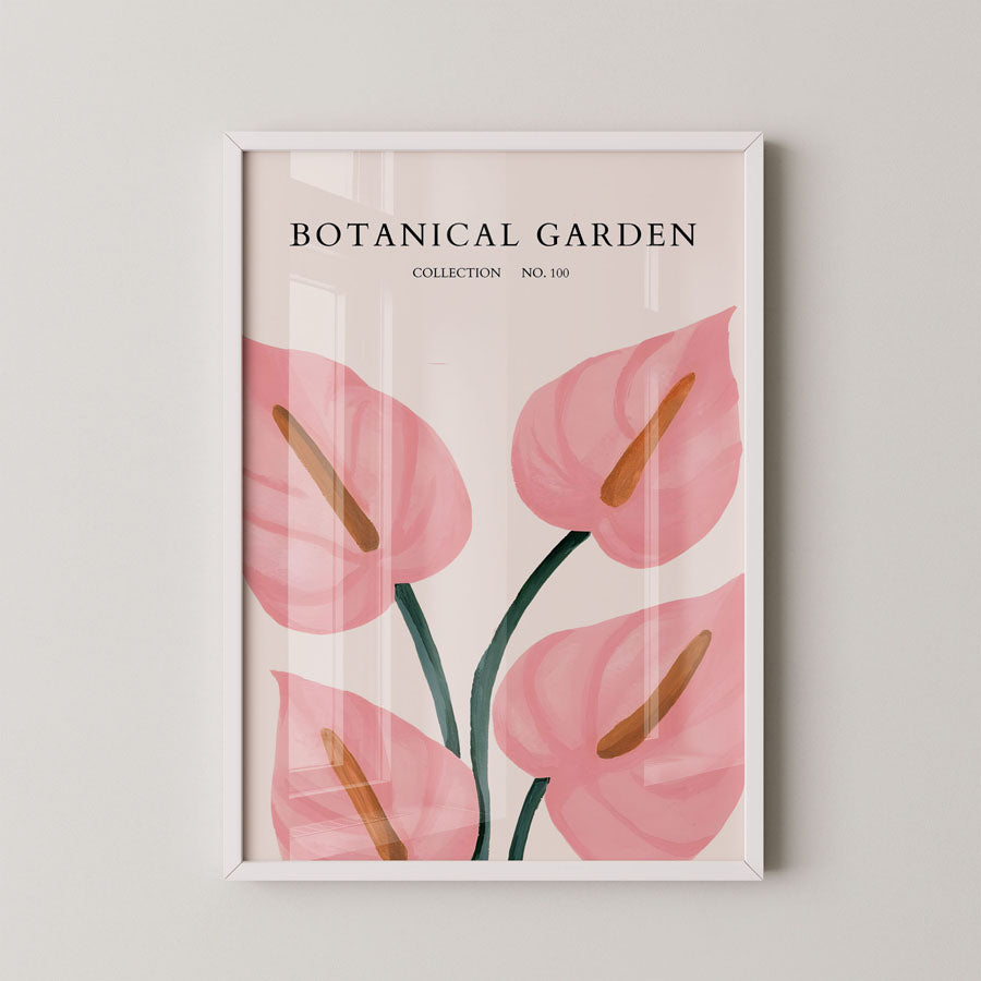 Blush Anthurium