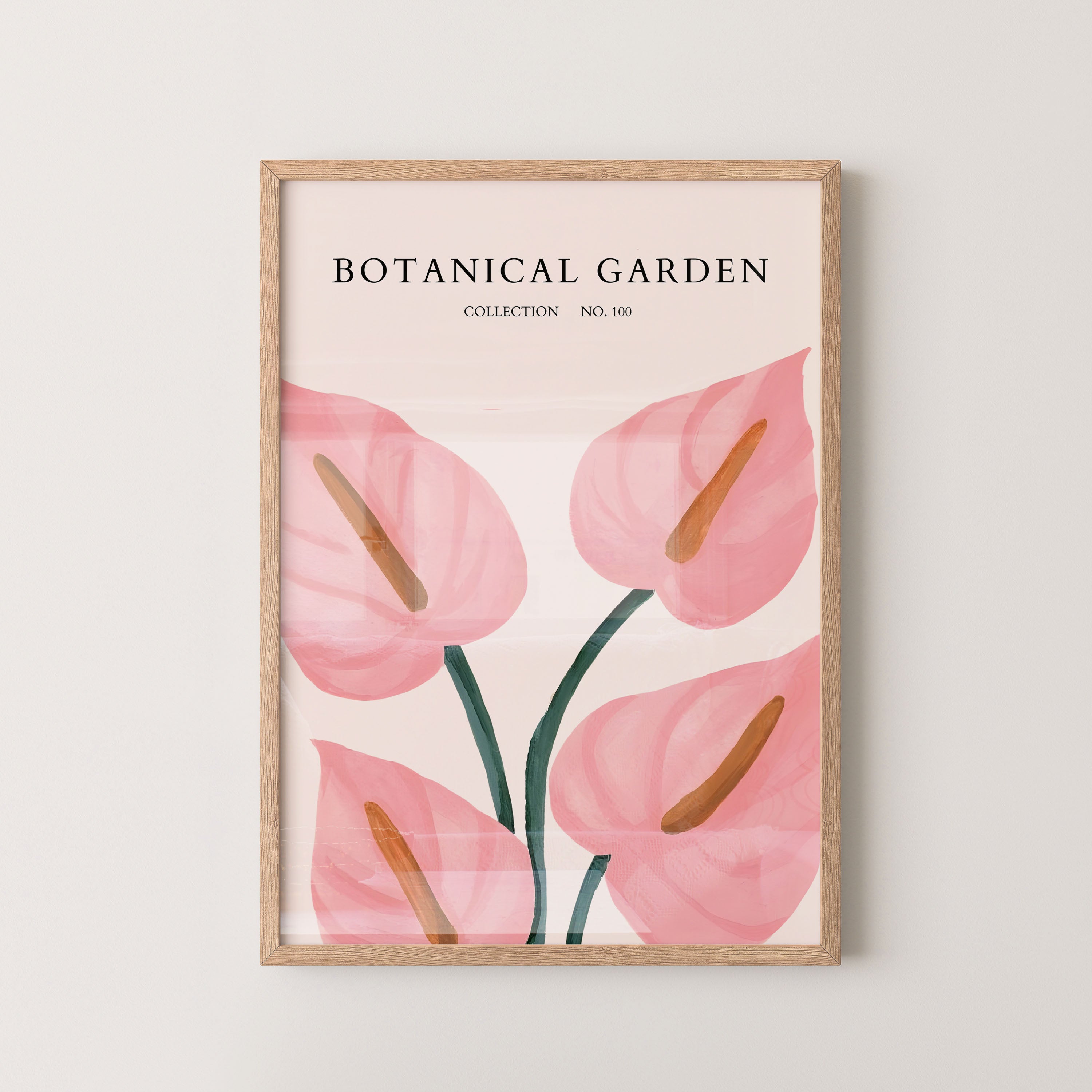 Blush Anthurium