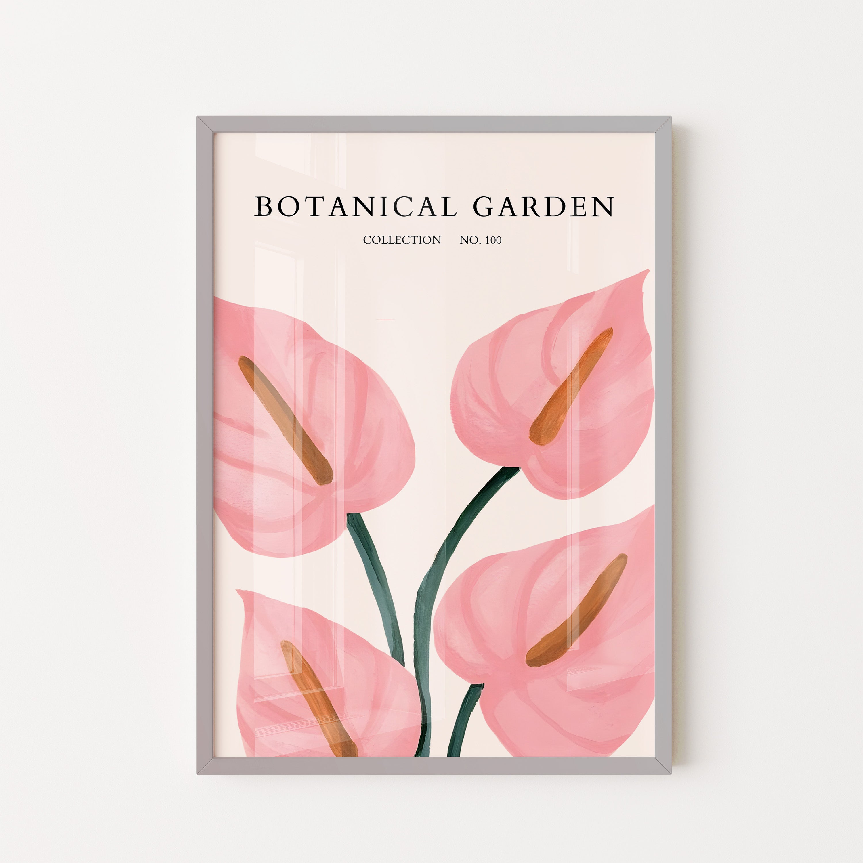 Blush Anthurium