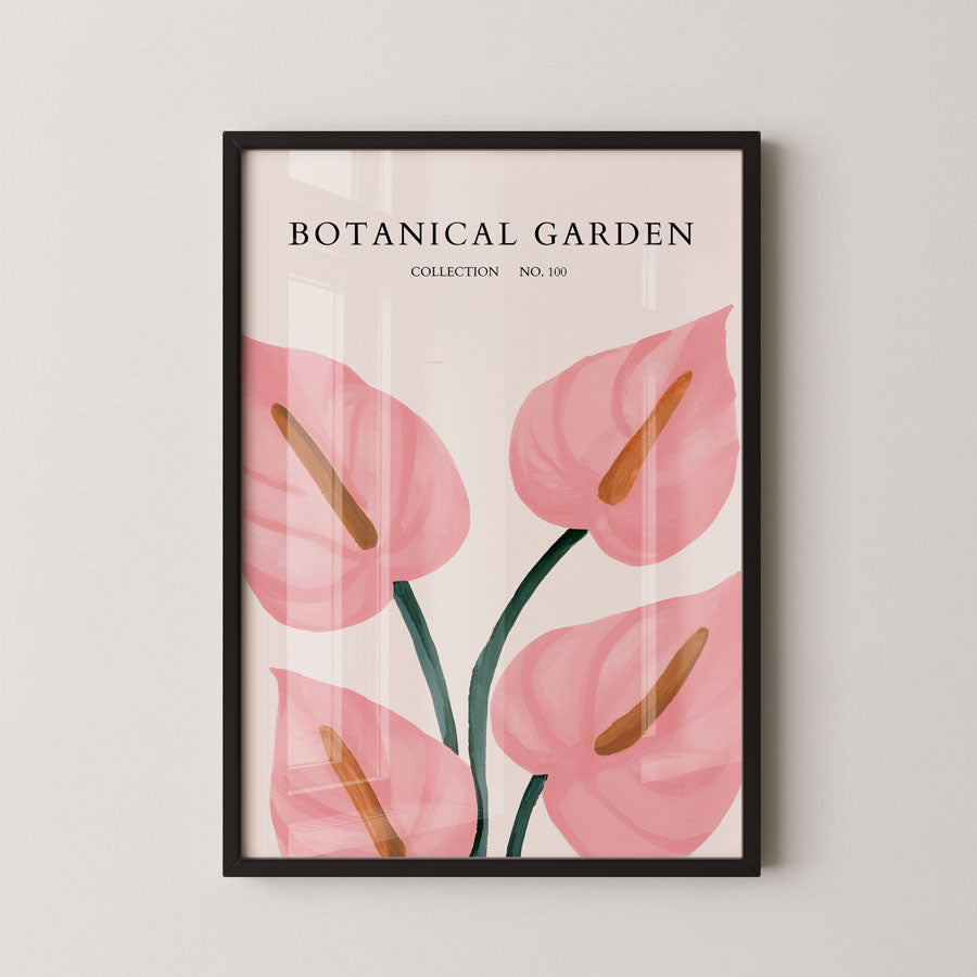 Blush Anthurium