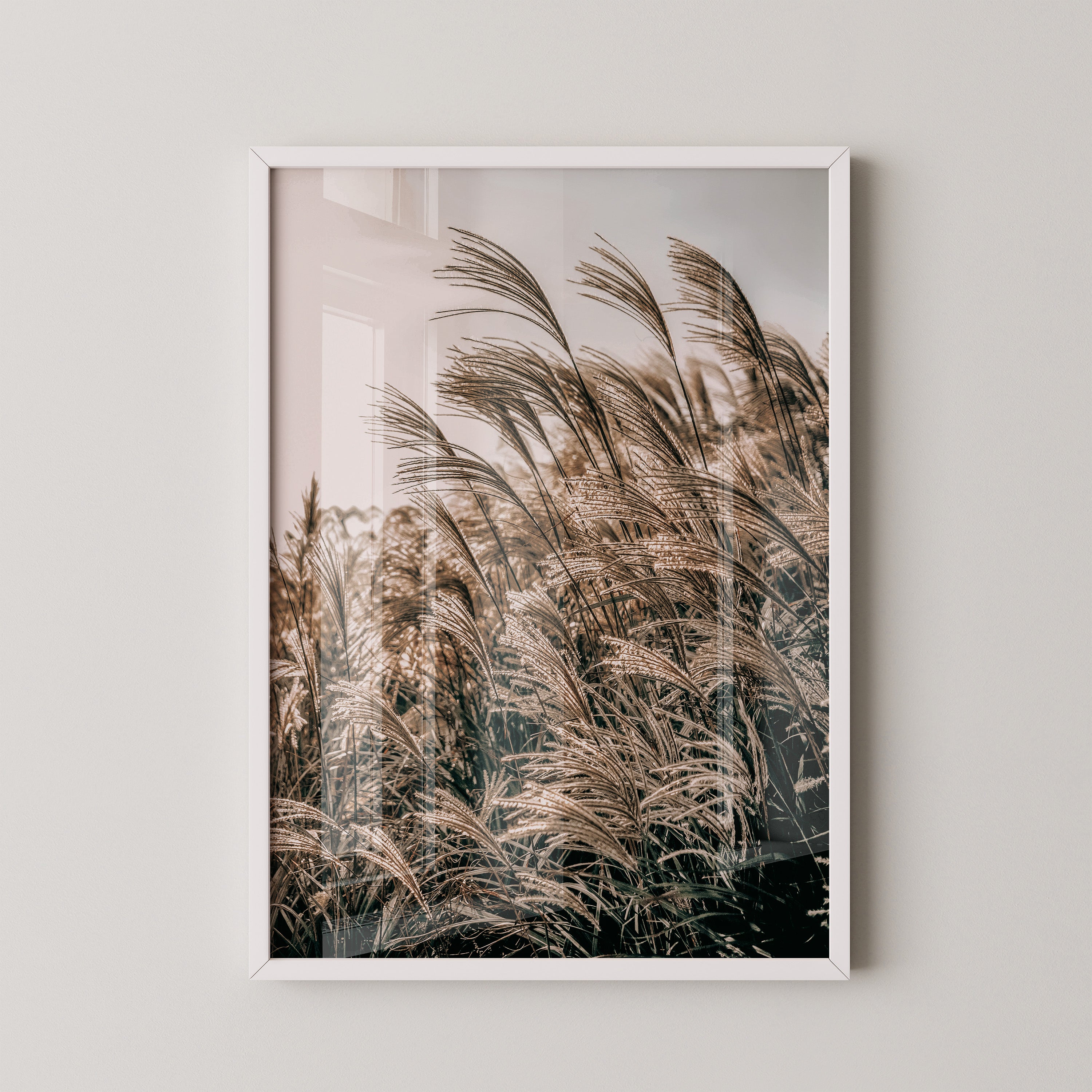 Golden Reed Grass – Nature Photography