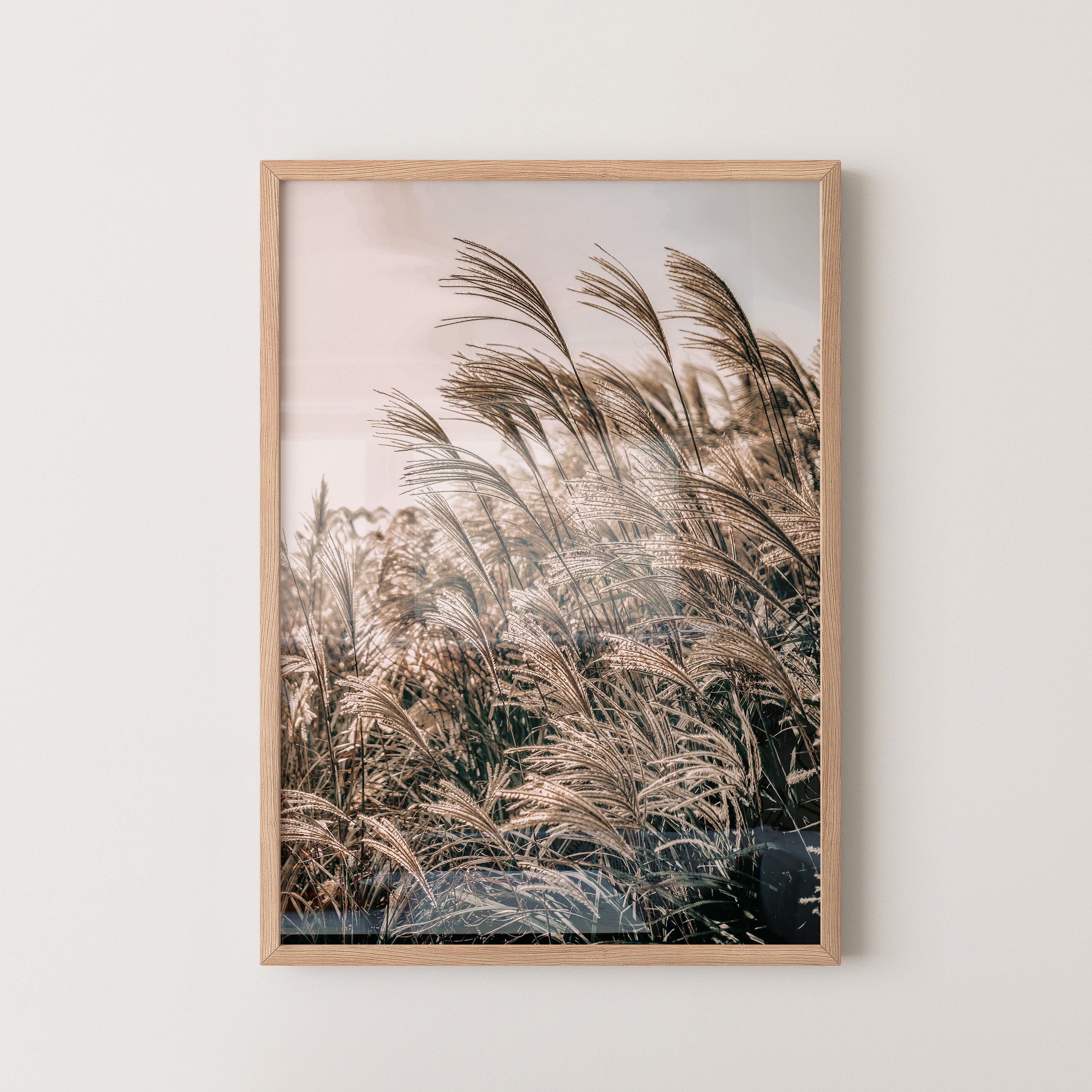 Golden Reed Grass – Nature Photography