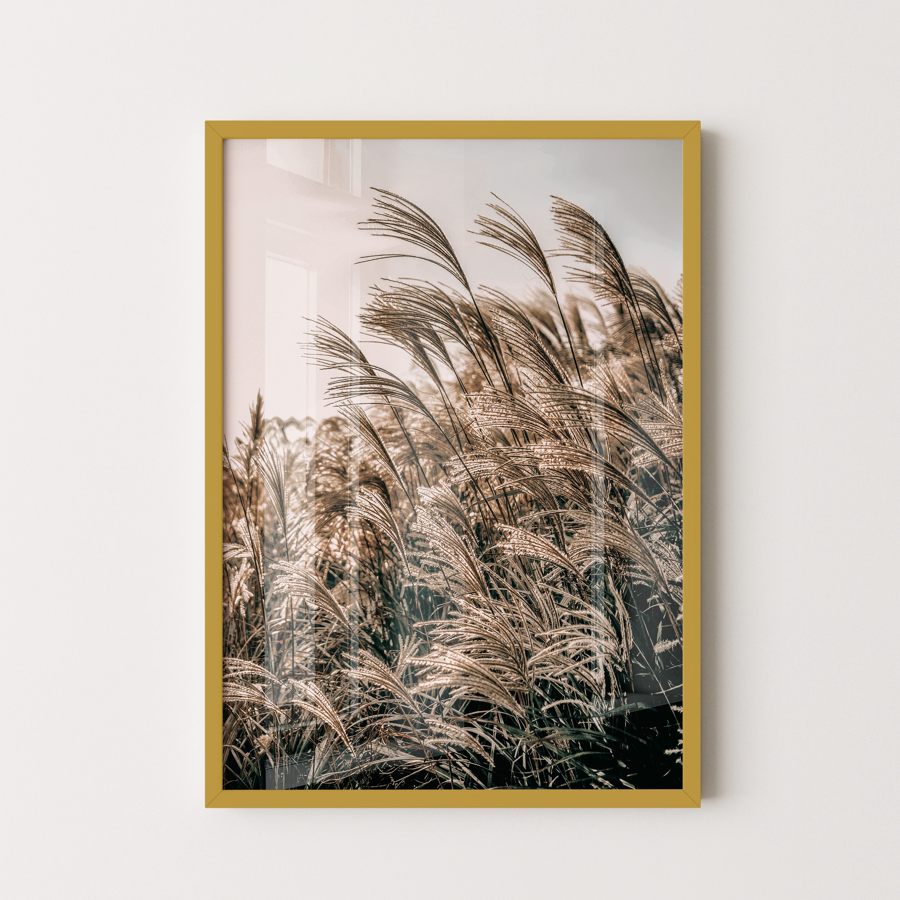 Golden Reed Grass – Nature Photography