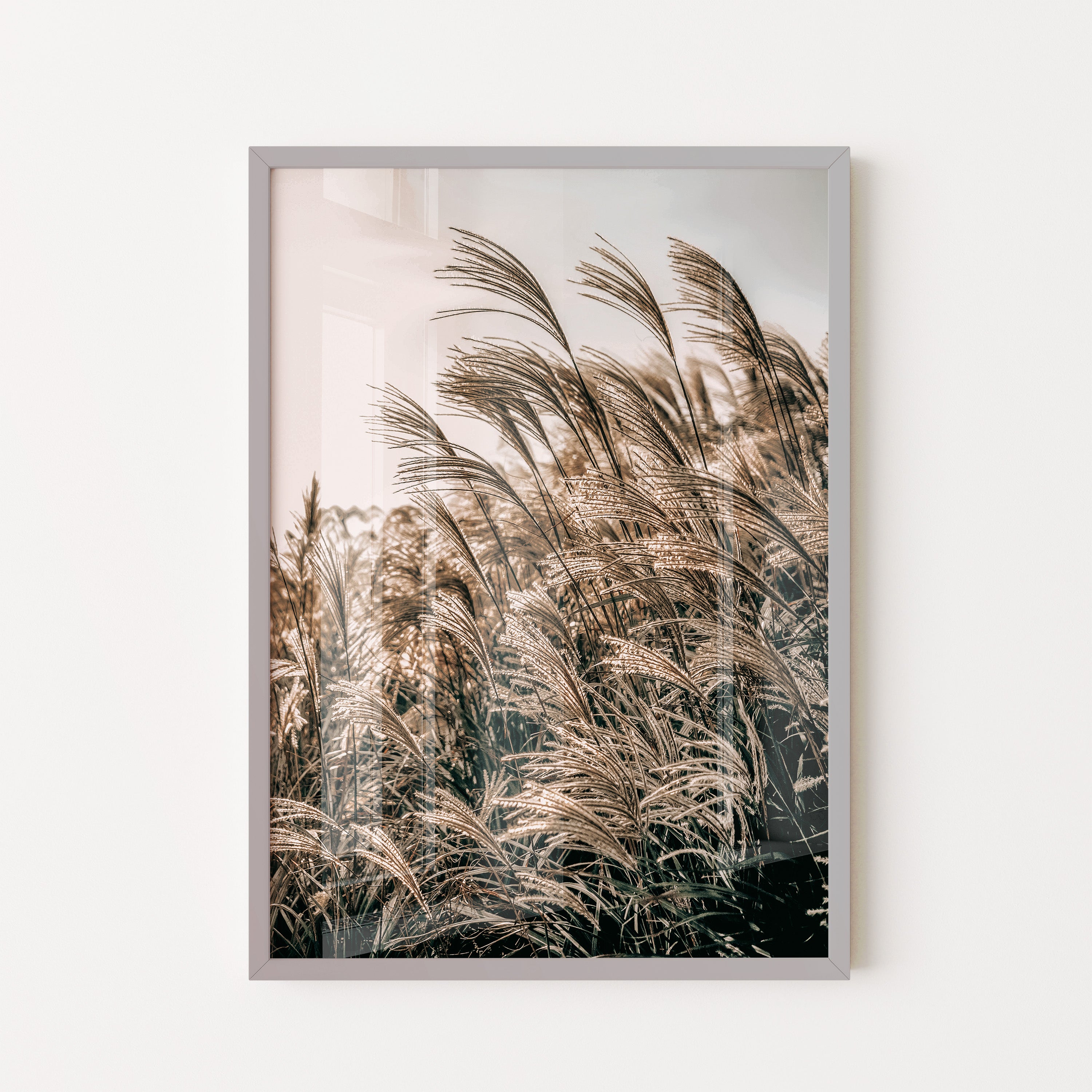 Golden Reed Grass – Nature Photography