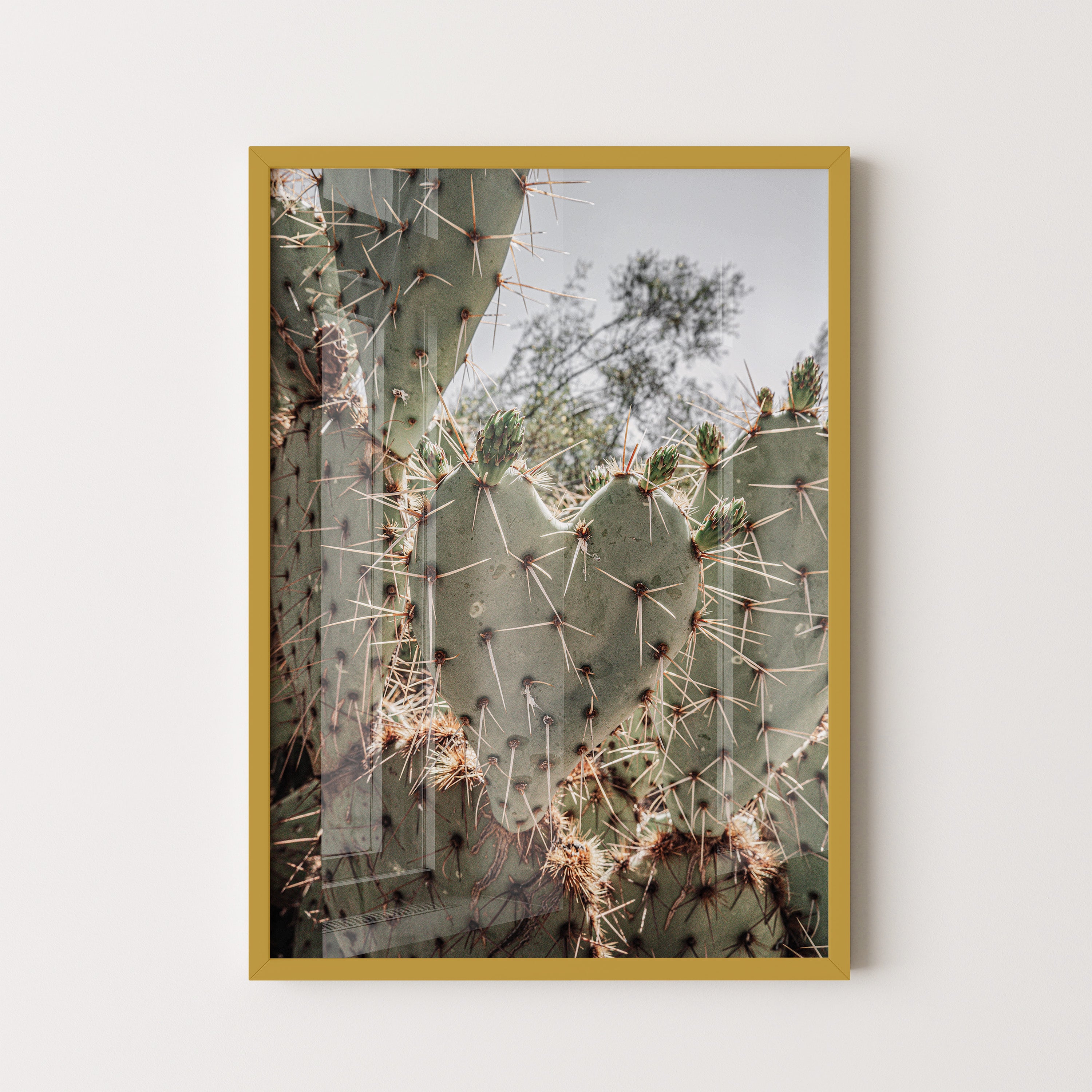 Desert Prickly Cactus – Wild Nature Close-Up
