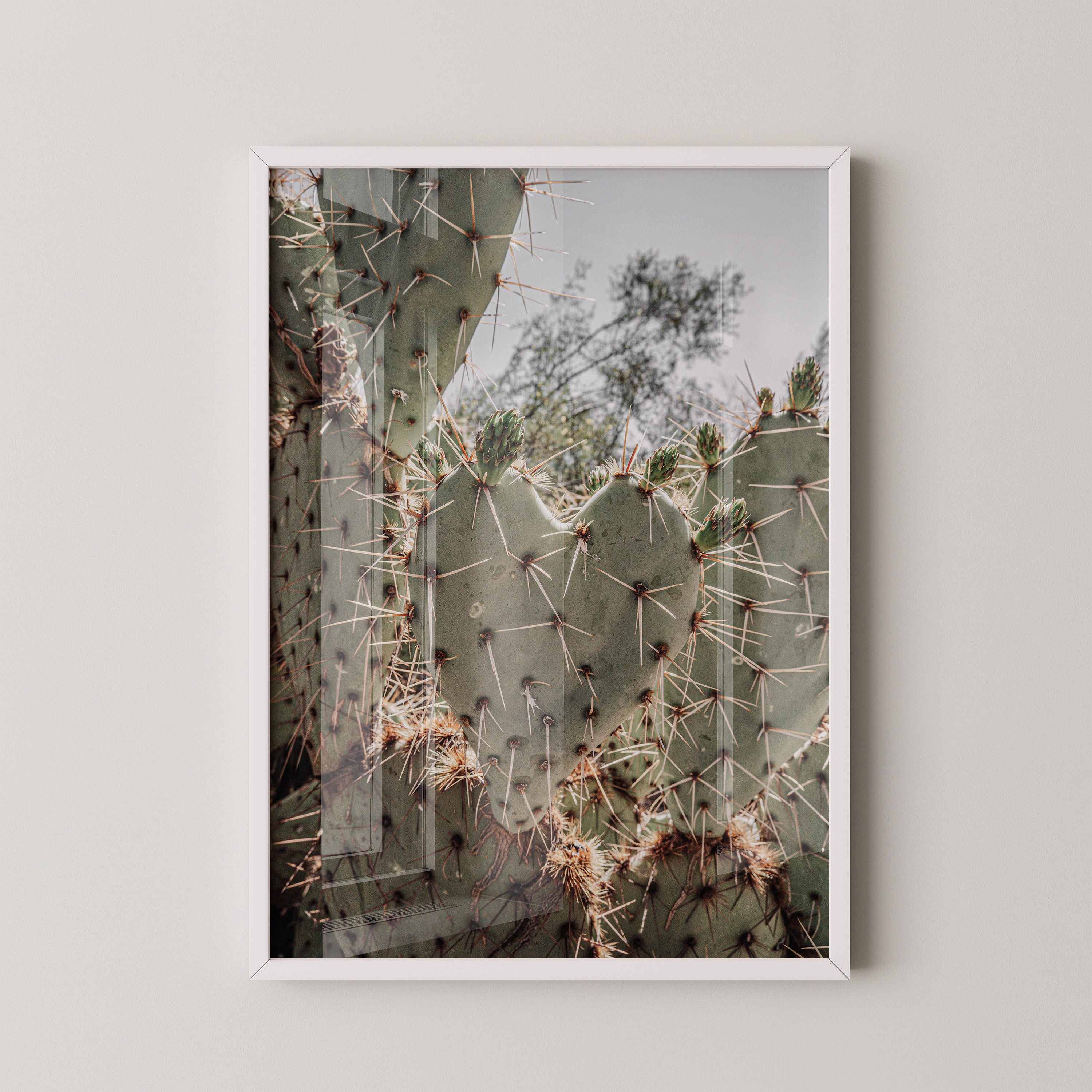 Desert Prickly Cactus – Wild Nature Close-Up