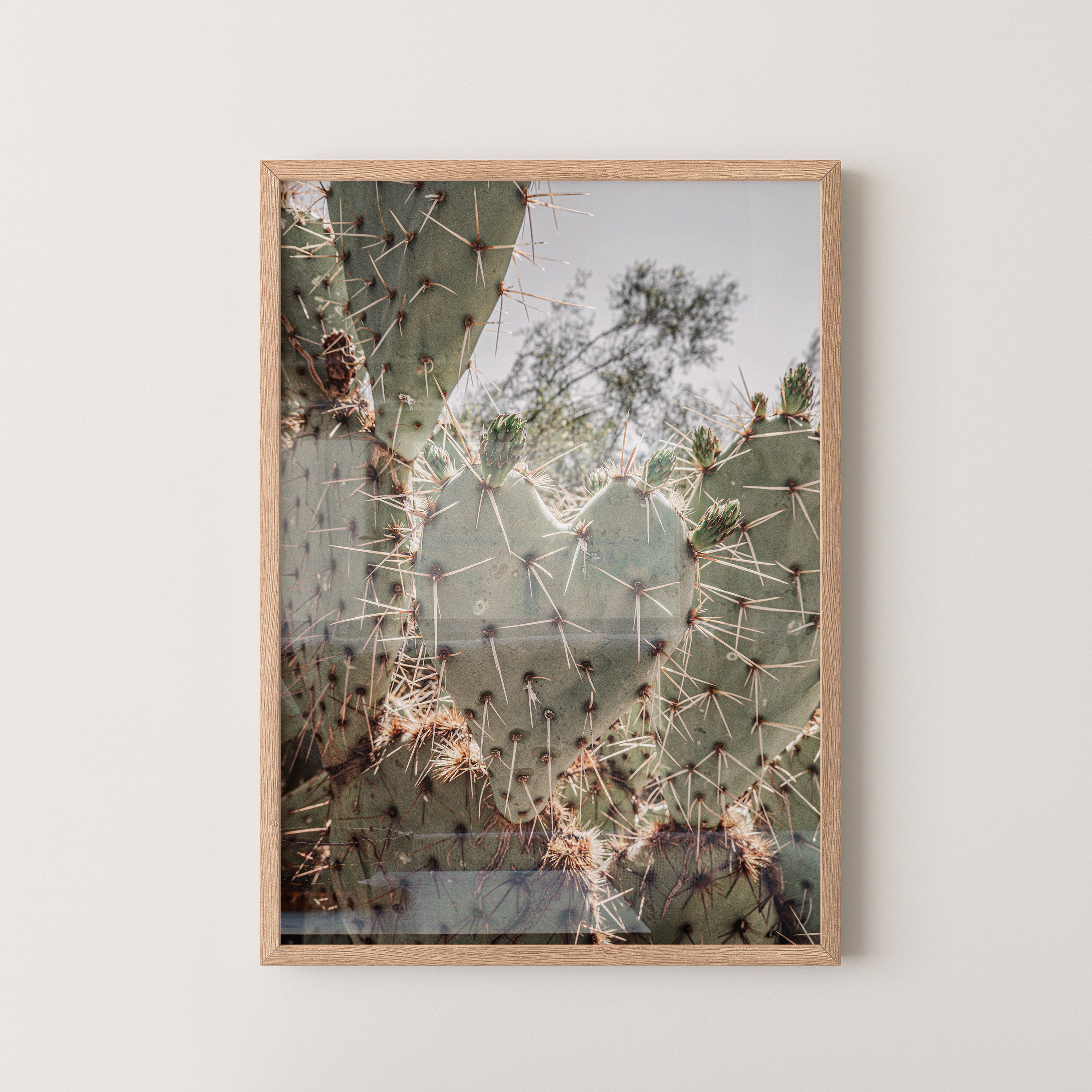 Desert Prickly Cactus – Wild Nature Close-Up