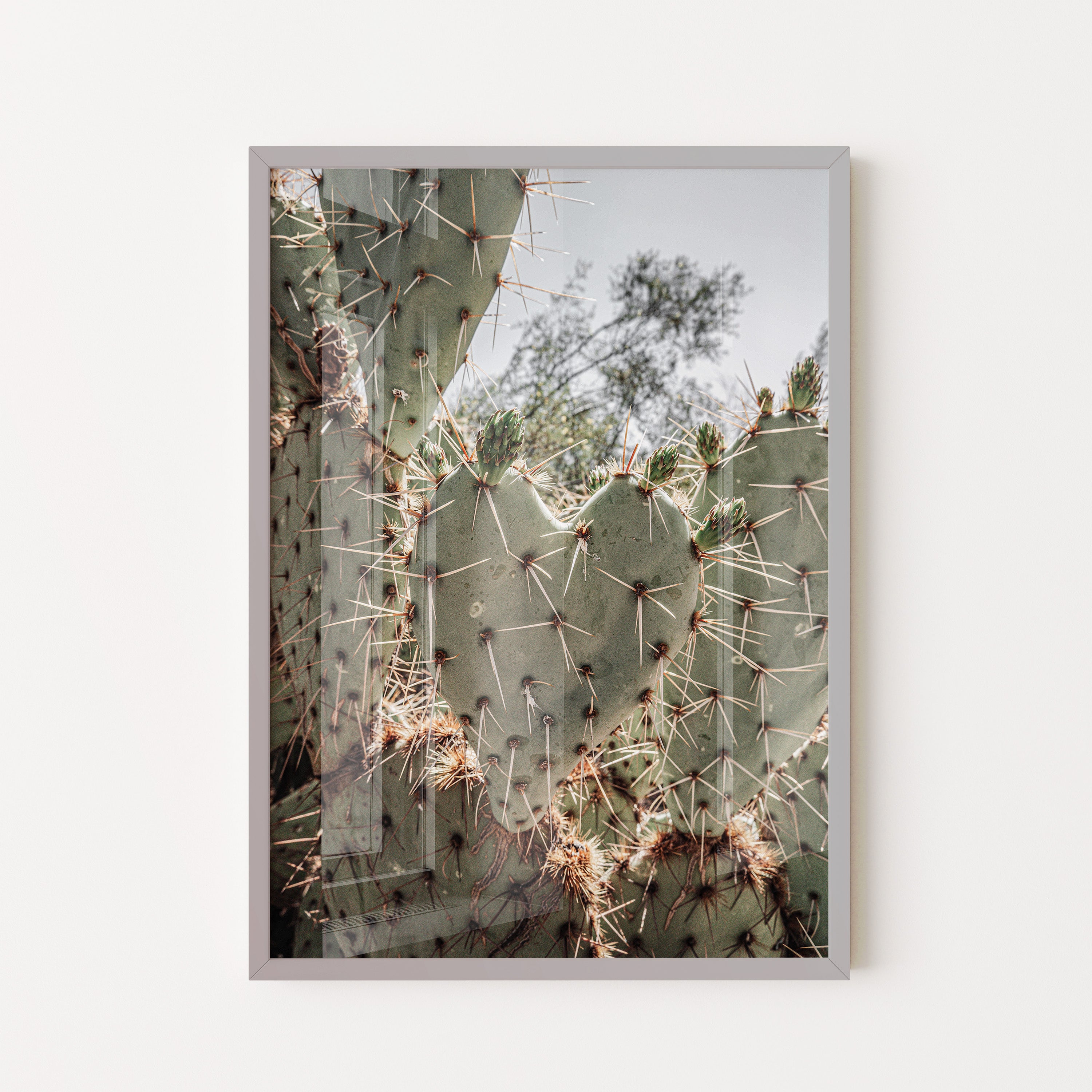 Desert Prickly Cactus – Wild Nature Close-Up