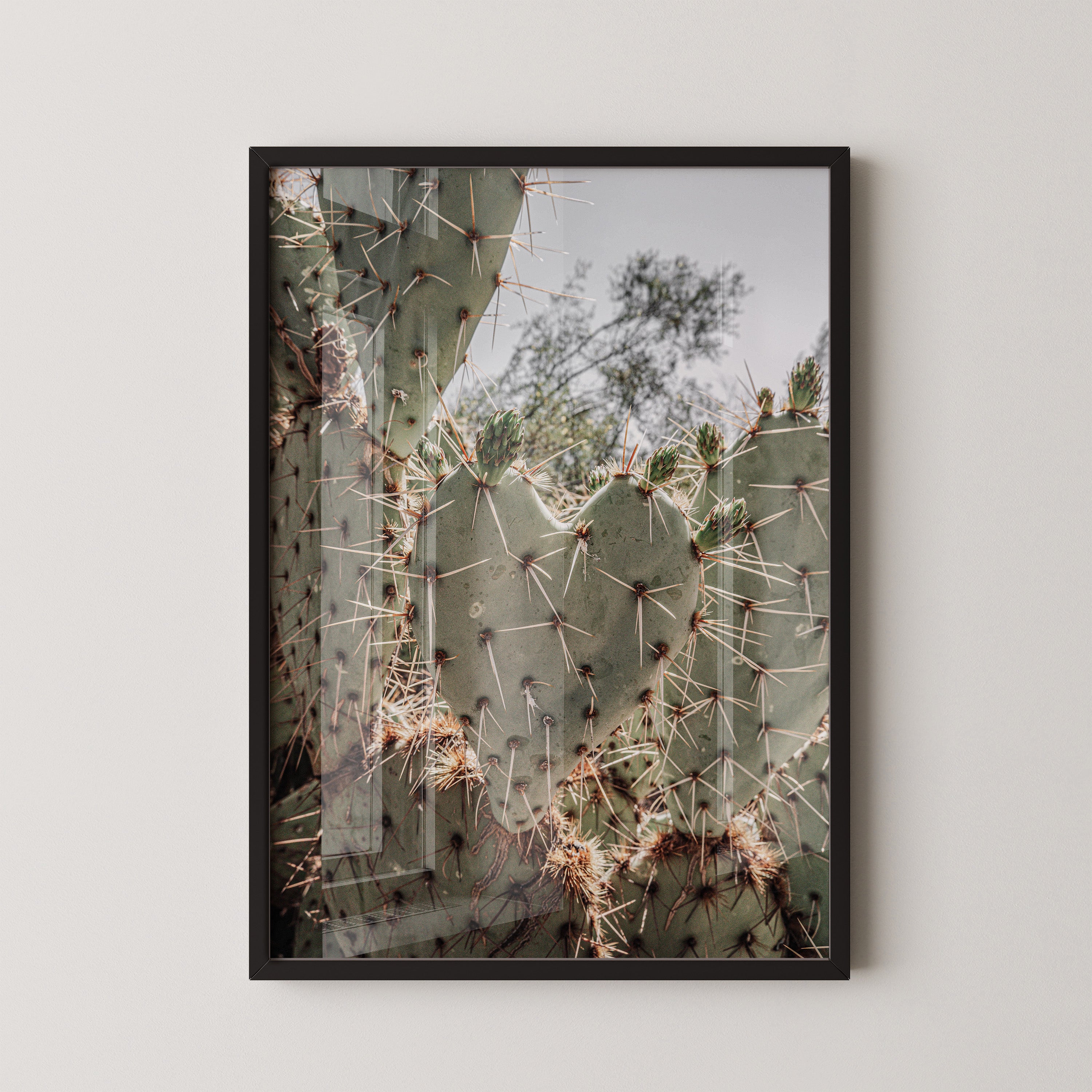 Desert Prickly Cactus – Wild Nature Close-Up