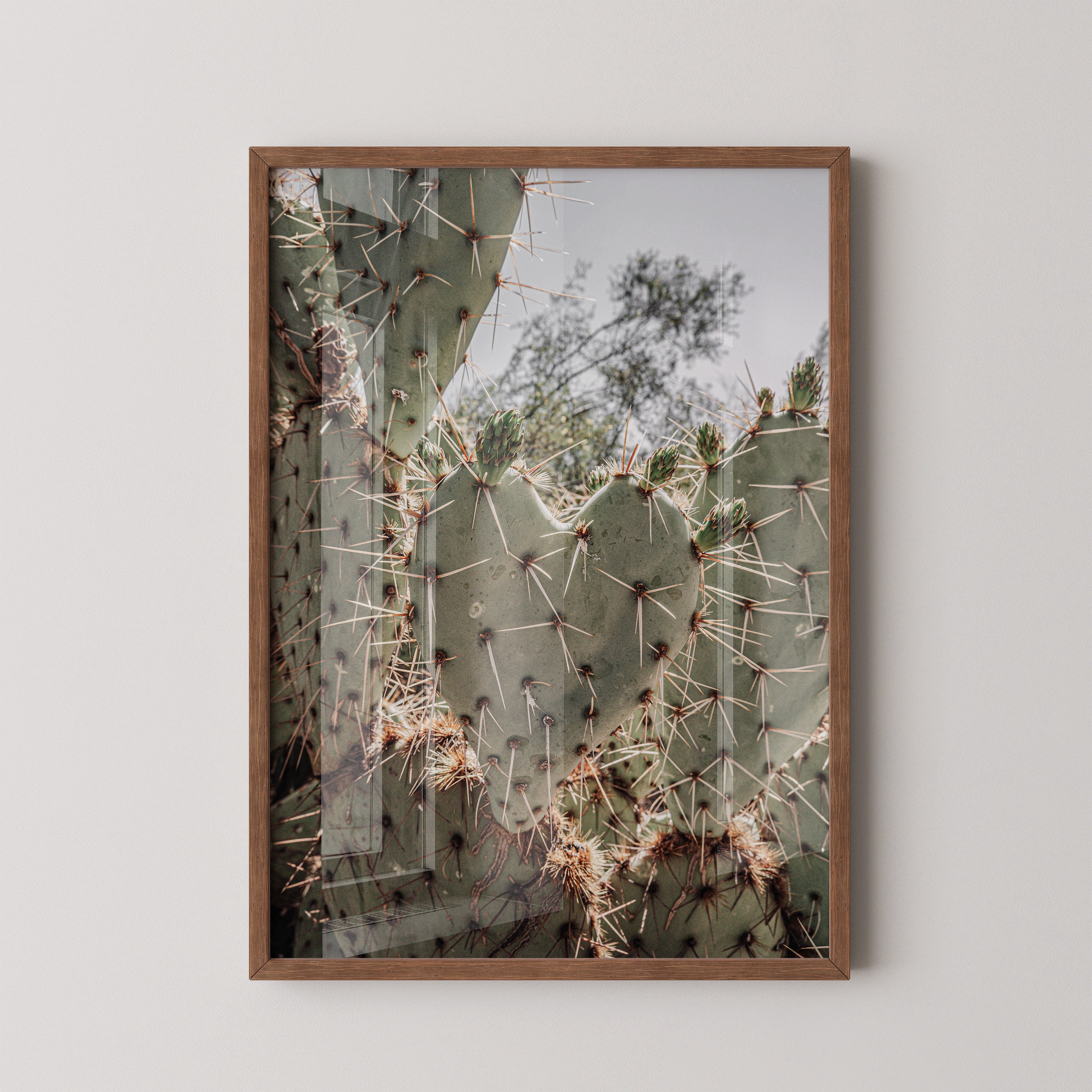 Desert Prickly Cactus – Wild Nature Close-Up