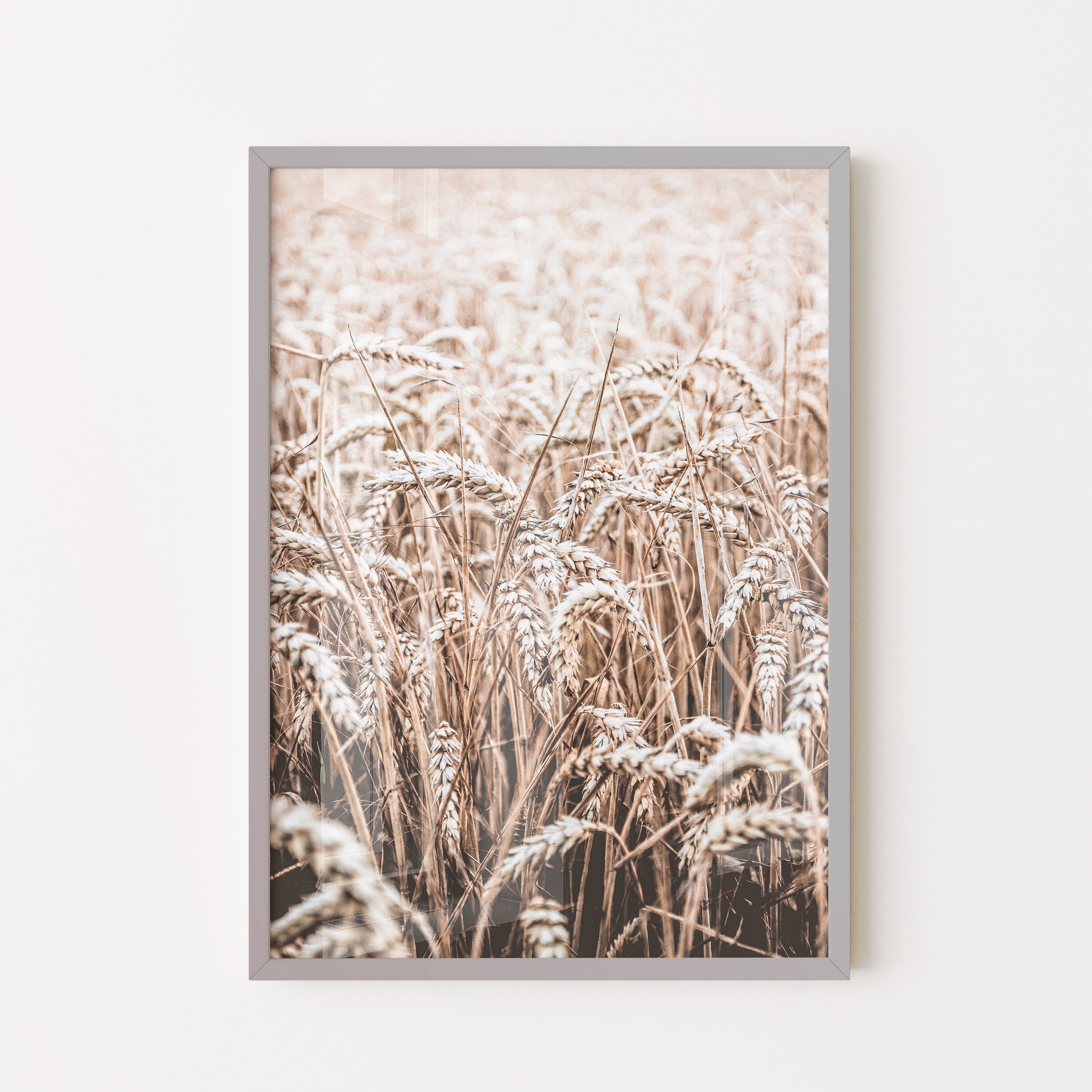 Golden Wheat Field – Soft Autumn Light
