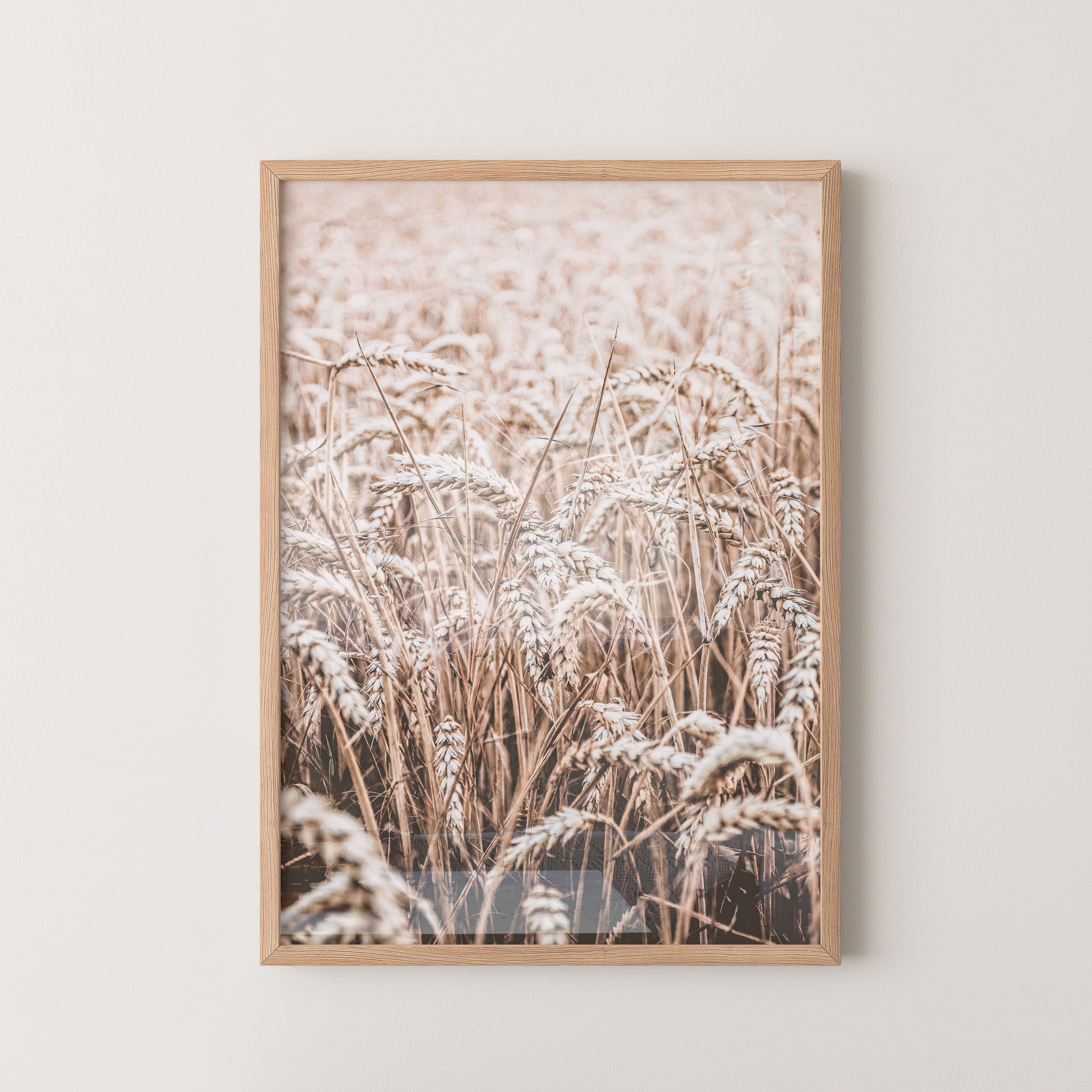 Golden Wheat Field – Soft Autumn Light